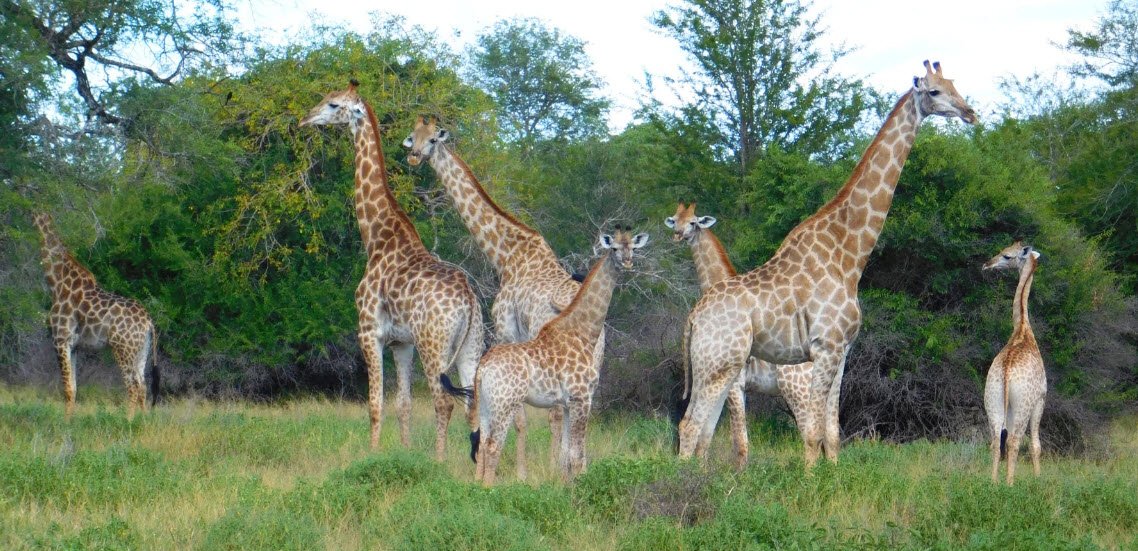 Zinave National Park, Inhambane Province, Mozambique